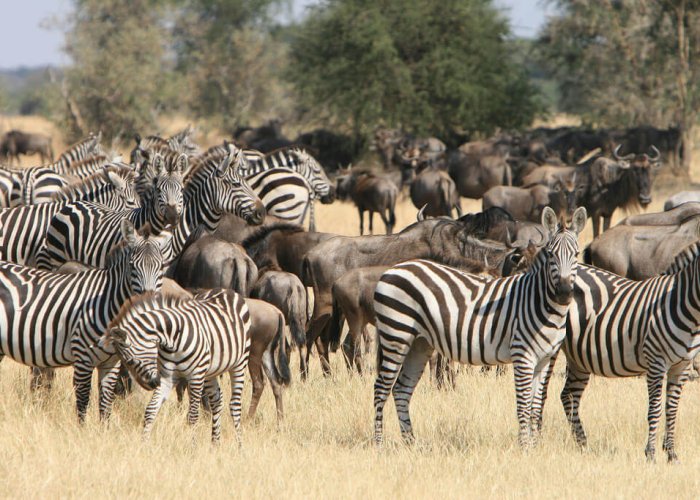 Tanzania Classic Safari1