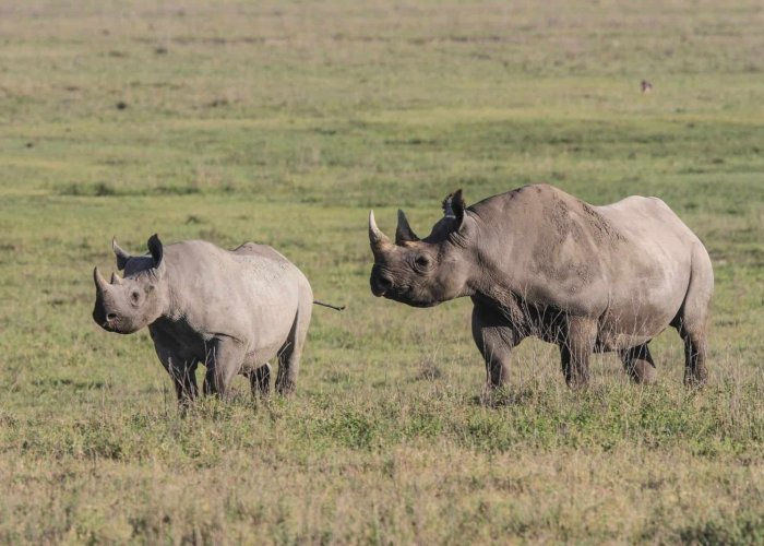 ngorongoro conservation master1